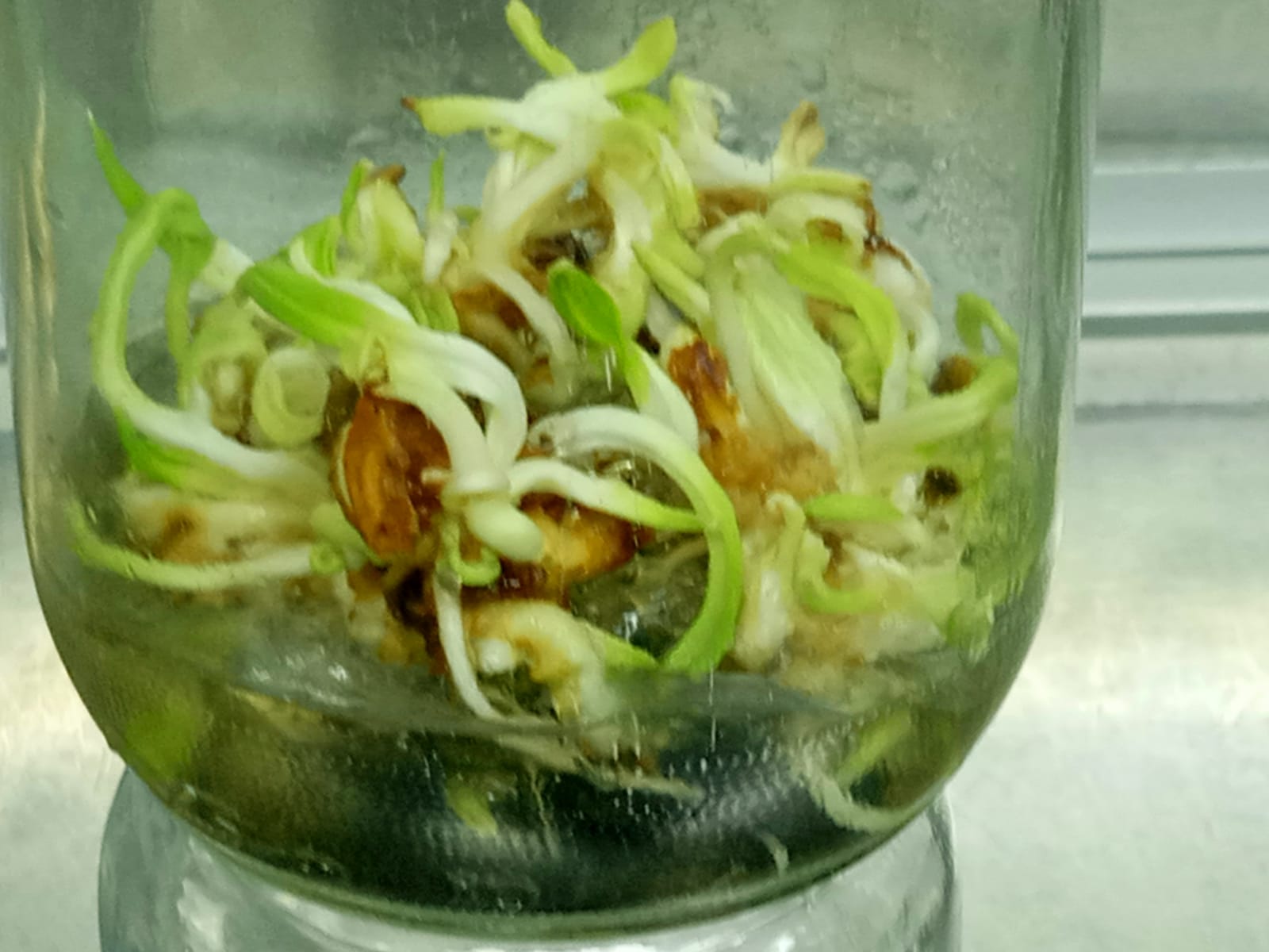 تضاعف البراعم